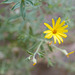 Heterotheca villosa, Asterales, Zion Natural Park USA L1010640