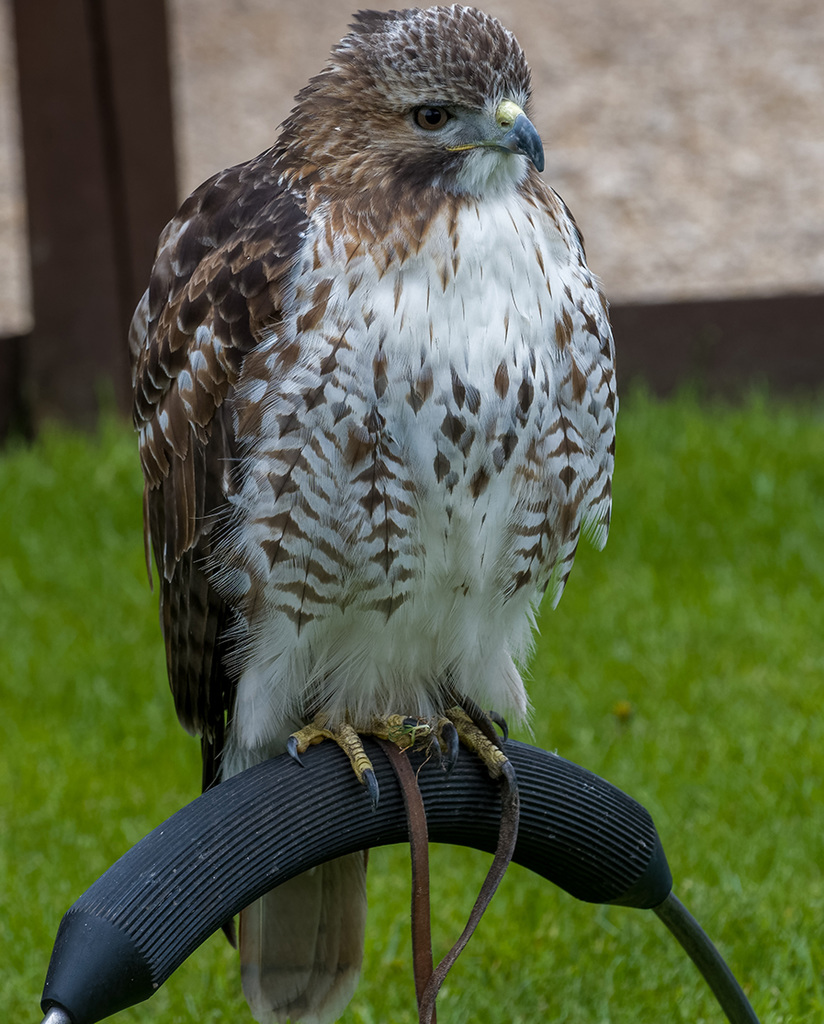 Chester cathedral falconry4