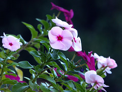 Fiocchi rosati - Catharanthus roseus