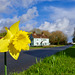 Roadside daffodil