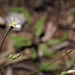 Hieracium albiflorum, Sequoia National Park USA L1020158