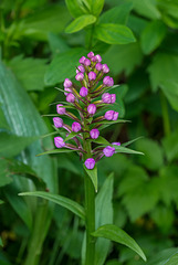 Platanthera grandiflora (Large Purple Fringed orchid) in bud