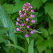 Platanthera grandiflora (Large Purple Fringed orchid) in bud