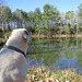 Branco enjoying a morning by the pond
