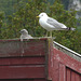 Seagull and Chick