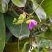 DSCN1441 - canavalia ou feijão-de-porco Canavalia rosea, Fabaceae Faboideae