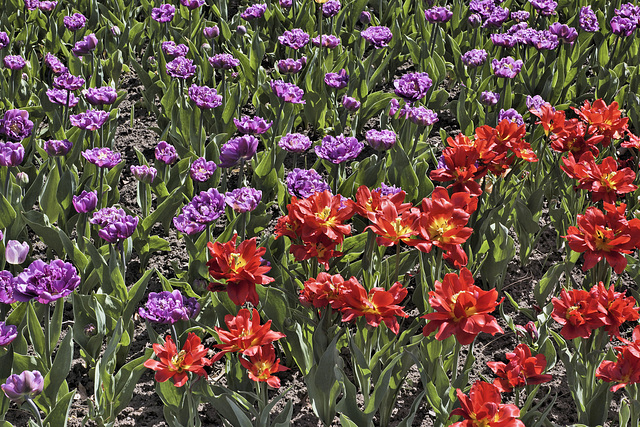Purple and Red – Canadian Tulip Festival, Dow’s Lake, Ottawa, Ontario, Canada
