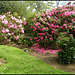 rhododendron time