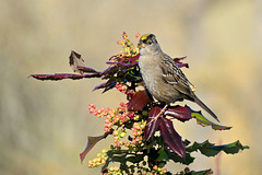 Golden-crowned Sparrow on Holly