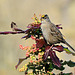 Golden-crowned Sparrow on Holly