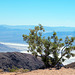 Juniperus osteosperma, Utah juniperus, Death Valley USA L1007645