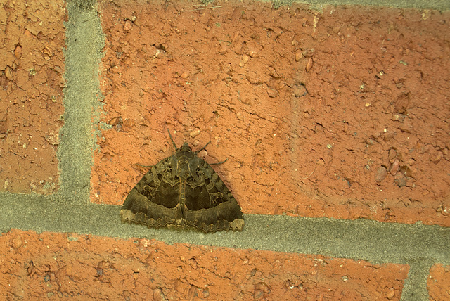 Old Lady Moth on the brickwork