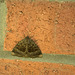 Old Lady Moth on the brickwork
