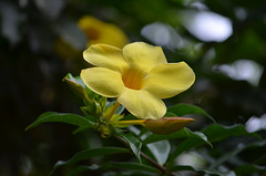 Allamanda Cathartica (Bolivian Jungle Plant)