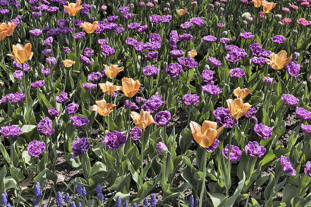 Tulips Arising, Take #1 – Canadian Tulip Festival, Dow’s Lake, Ottawa, Ontario, Canada