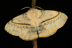 Anthela varia (Anthelidae)