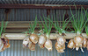 Onions under the eaves