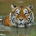 le tigre dans l'eau