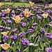 Tulips Arising, Take #2 – Canadian Tulip Festival, Dow’s Lake, Ottawa, Ontario, Canada