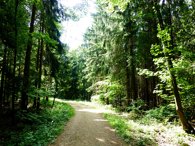 DE - Weilerswist - A walk in the Ville forest