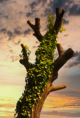 1 (69)..austria ..old tree with ivy