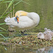 Swan with Cygnets
