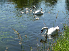 7 Cygnets plus Mum & Dad on the Grand Union Canal ~ Harefield