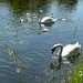 7 Cygnets plus Mum & Dad on the Grand Union Canal ~ Harefield