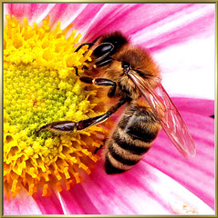 The Bee Maja at Work... ©UdoSm