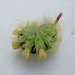 The caterpillar of the Pale Tussock moth