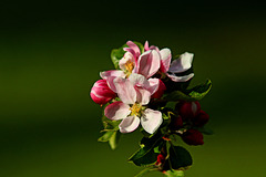 Apfelbaumblühte