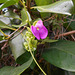 DSCN1442 - canavalia ou feijão-de-porco Canavalia rosea, Fabaceae Faboideae