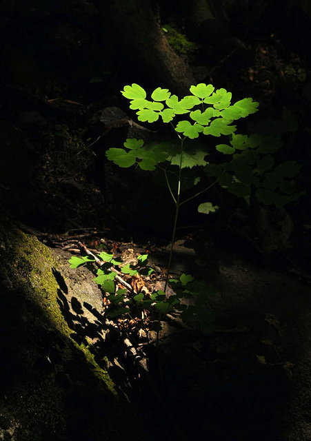 light on dark forest floor DSC 3553