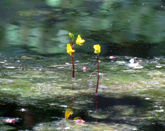 Bladderwort (Utricularia aurea)
