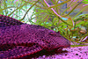 Der Schilderwels in  meinen Aquarium :))  The sign catfish in my aquarium :))  Le poisson-chat dans mon aquarium :))