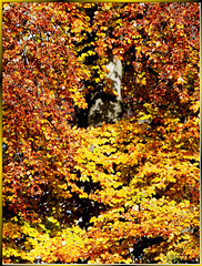 Rotbuches Herbstkleid. ©UdoSm
