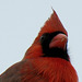 Mr Cardinal ..