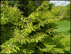 Cut-Leaf Beech Fagus sylvatica 'Asplenifolia'