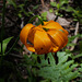 Lilium pardalinum, Sequoia National Park USA L1020135