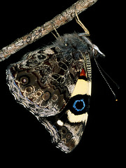 Nymphalidae, Vanessa itea (2)