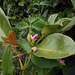 DSCN1444 - canavalia ou feijão-de-porco Canavalia rosea, Fabaceae Faboideae