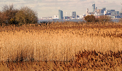 Autumn Reed Beds 2017