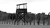 Birkenau- No Escape