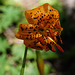 Lilium pardalinum, Sequoia National Park USA L1020139