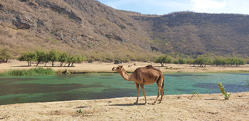 Camel, In Wadi Darbat