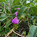 DSCN1445 - canavalia ou feijão-de-porco Canavalia rosea, Fabaceae Faboideae