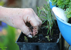 Hands: Planting Herbs