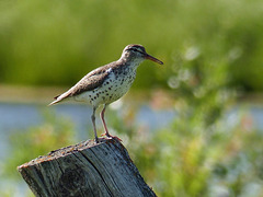 Spotted Sandpiper with bokeh