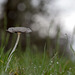 Pictures for Pam, Day 147: Translucent Mushroom with Droplets & Bokeh