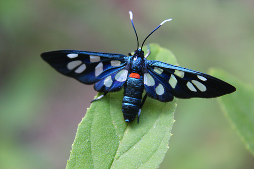 Butterfly or Moth?